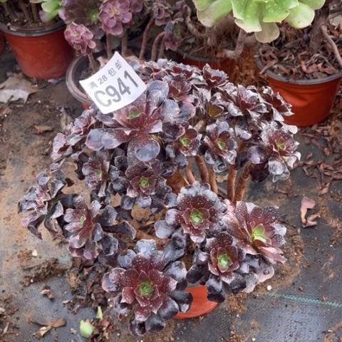 941欧紫有疤不包断枝多肉