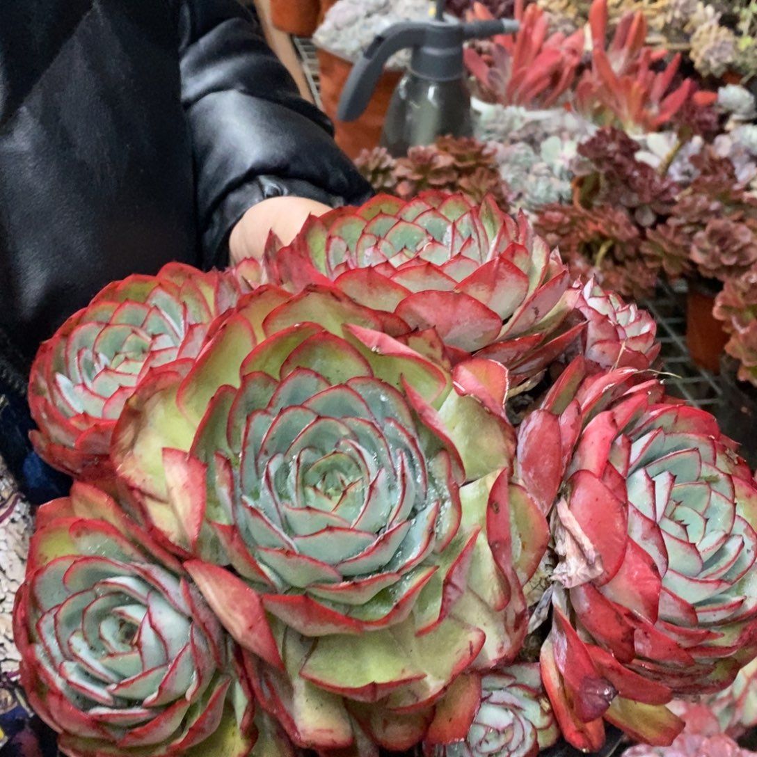 牡丹亭五大头起发，230杯