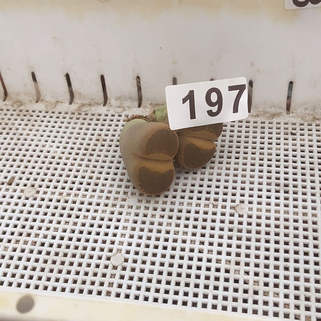 生石花一物一拍197