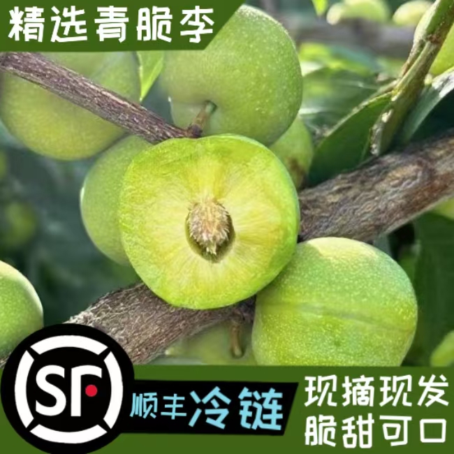 【顺丰冷链】万州分水高山青脆李脱骨李脆李新鲜采摘产地发货