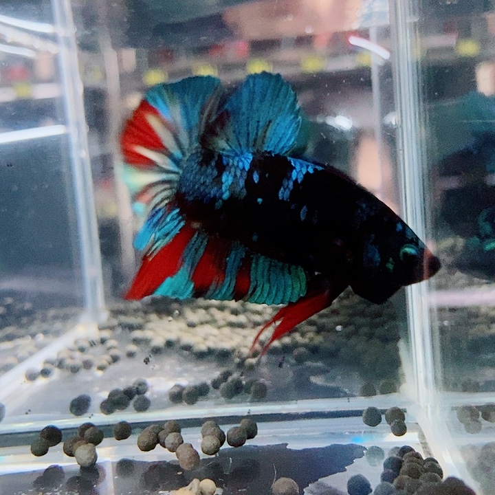 卡***鸭斗鱼黑97号巨斗将军