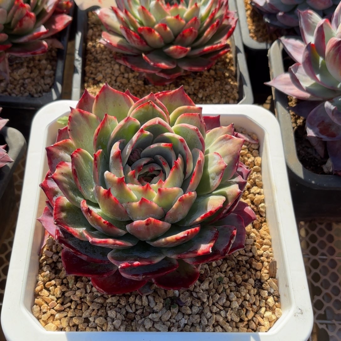 丽***丽哈哈哈哈哈哈哈哈哈哈