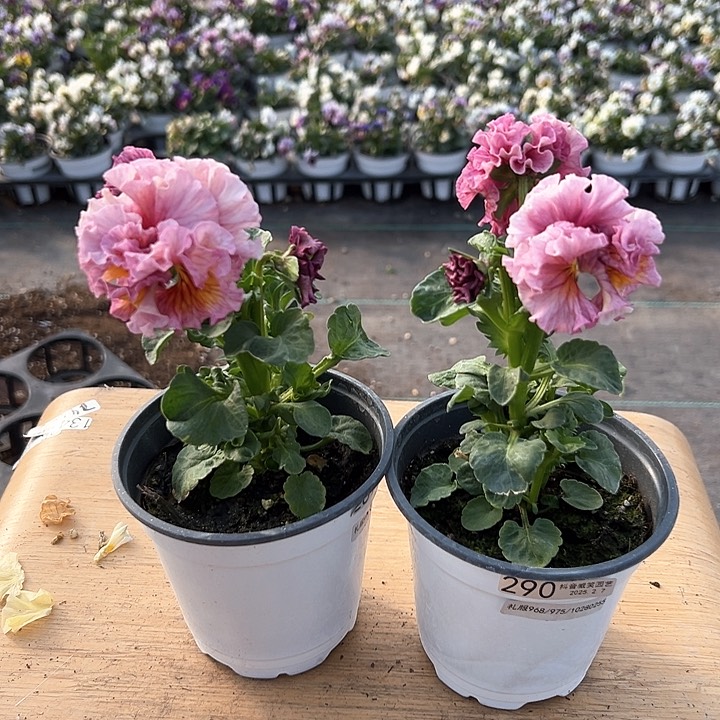 水晶抖音直播闪拍289-290