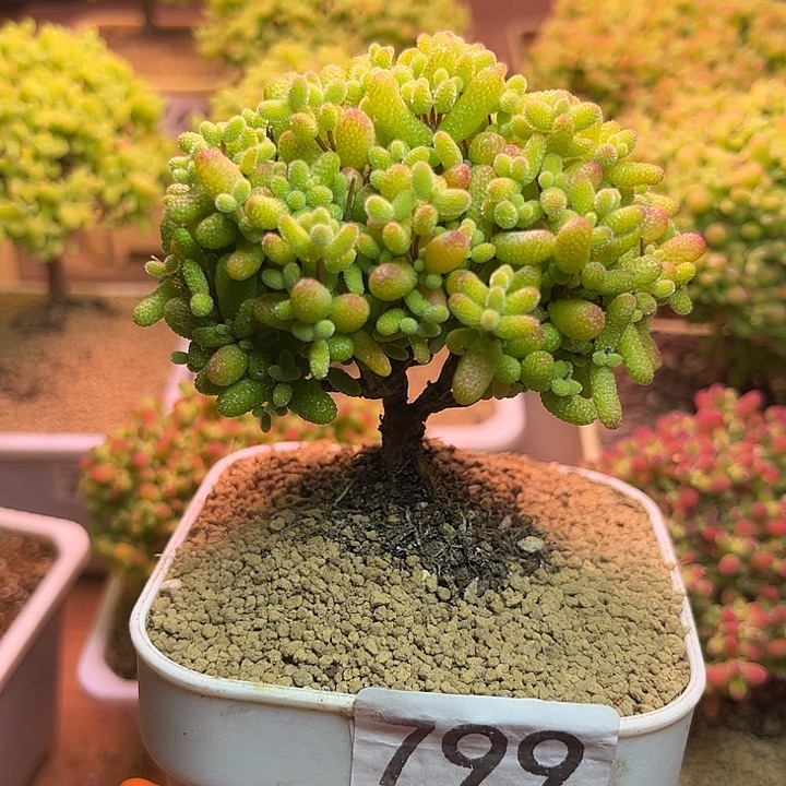 无花朵799金桔糖球