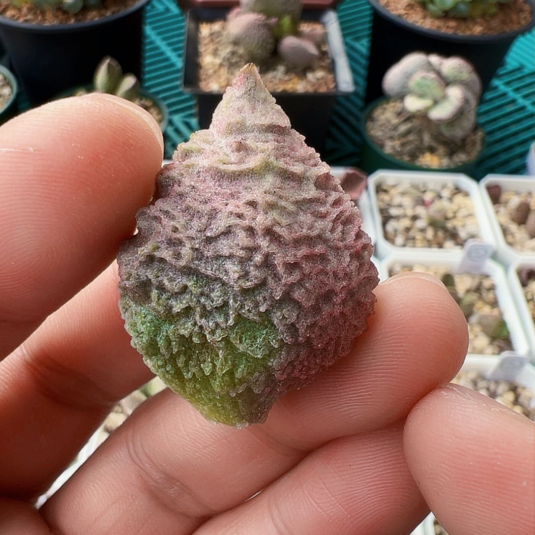 巨猪宝叶片，尺寸2.5cm。