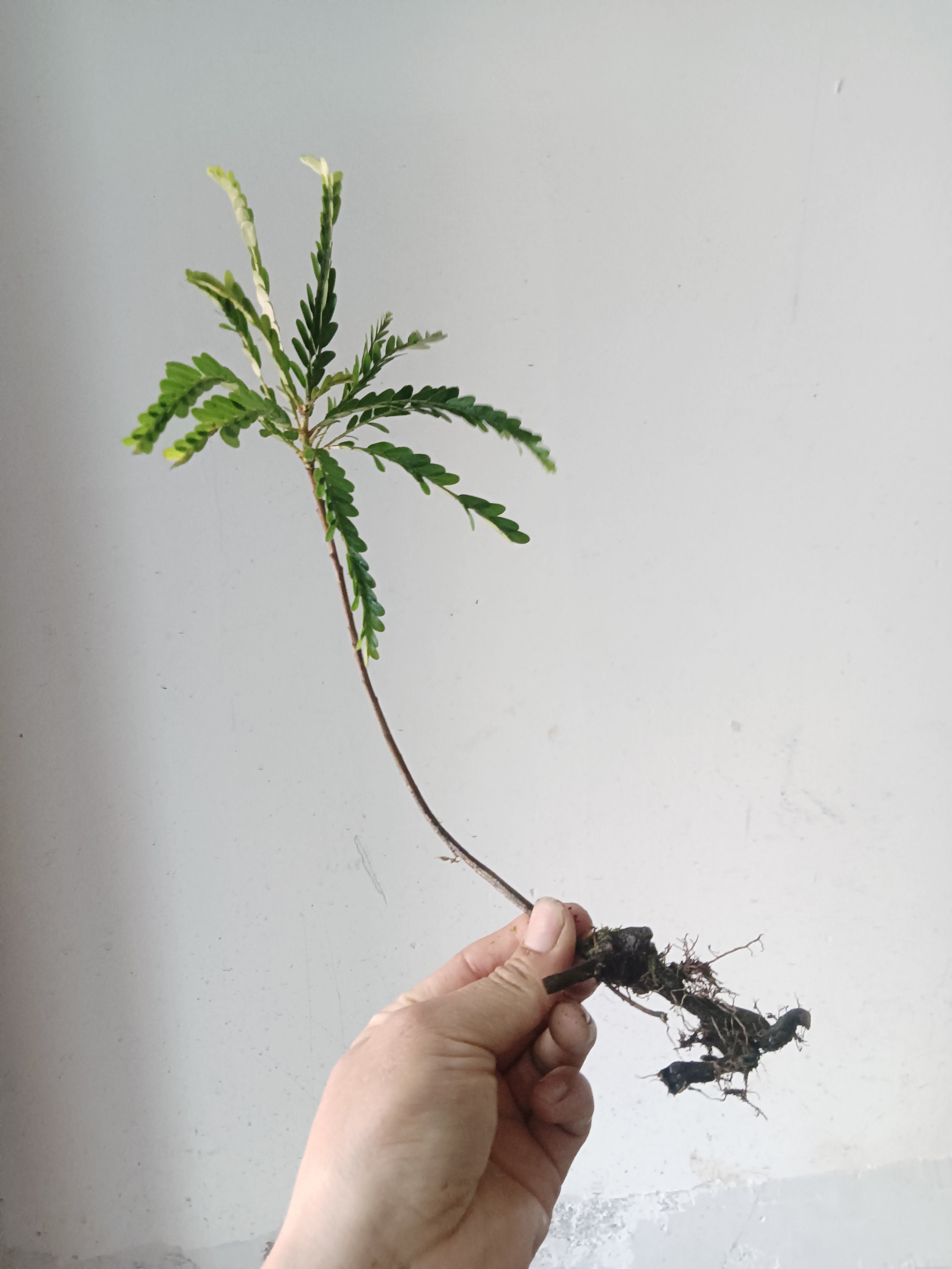 海岛叶下珠素材裸桩随机发货