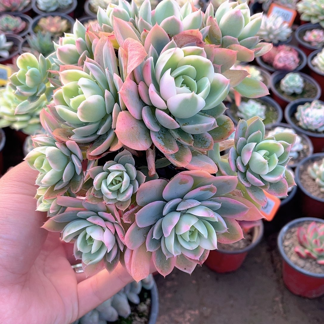 砍头群有砍福利946人