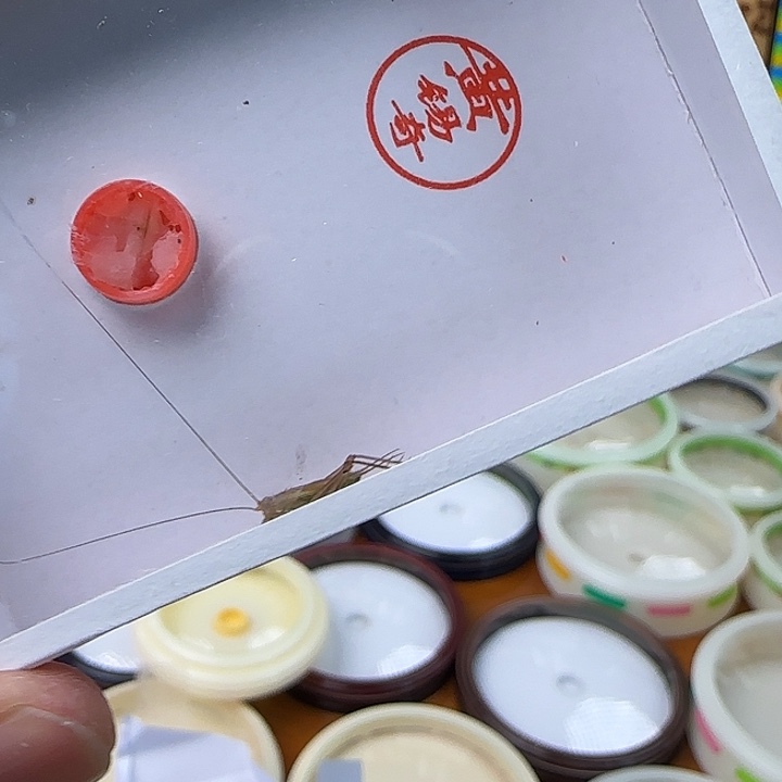 黄锡奇特A精品大黄