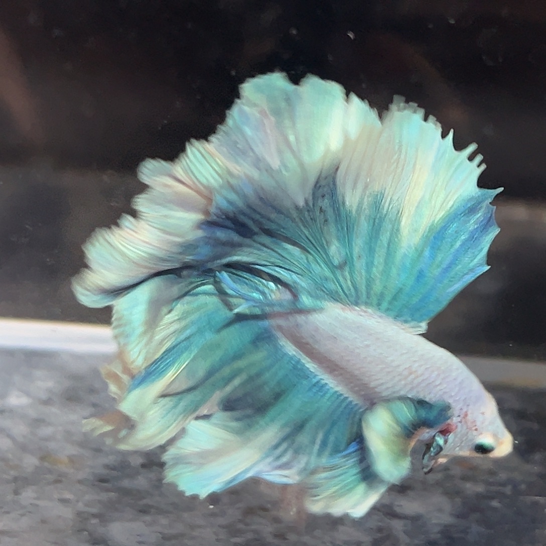 斗鱼11号大背蓝绿花瓣大降价