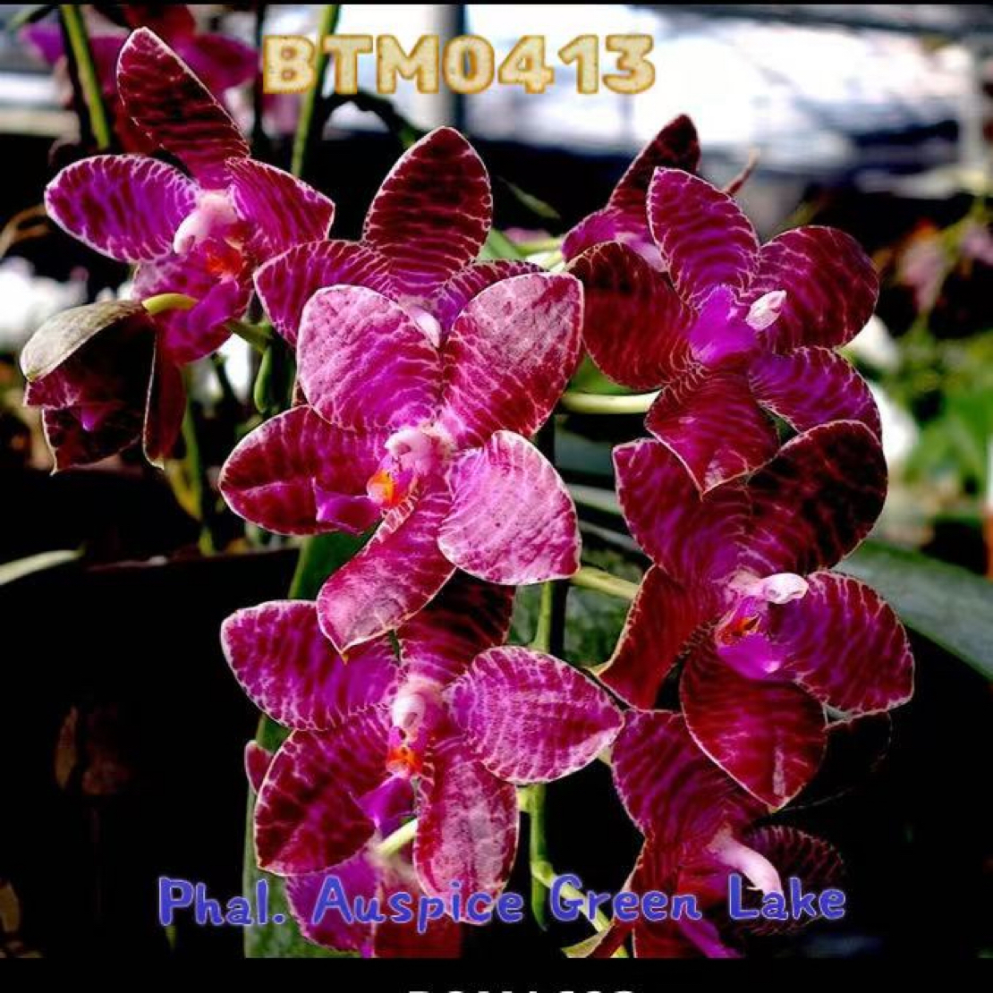 BTM0413绿湖王子3.5寸