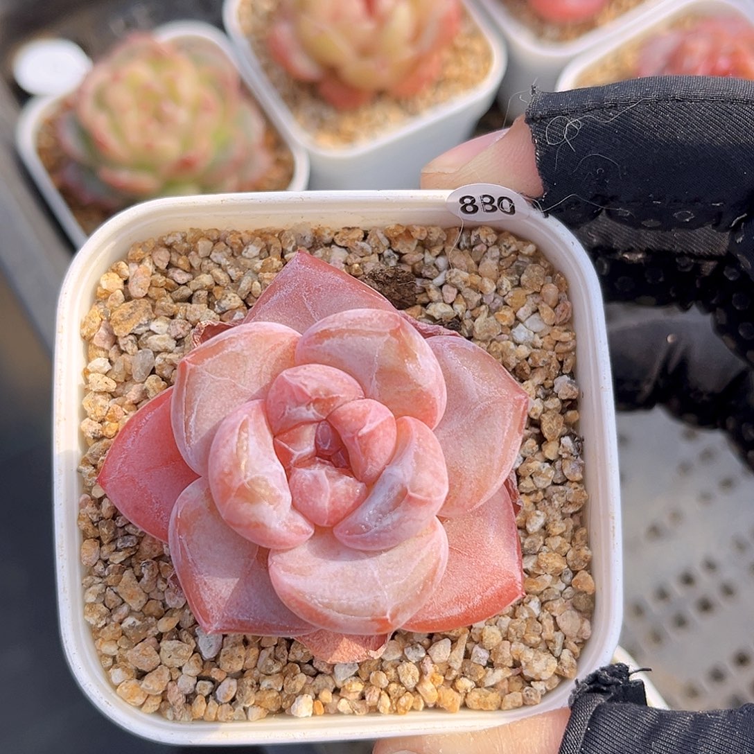 880  紫萱珍妮多肉18包邮