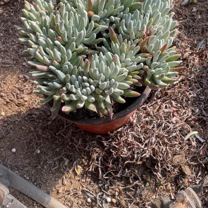 584号雪花多肉植物