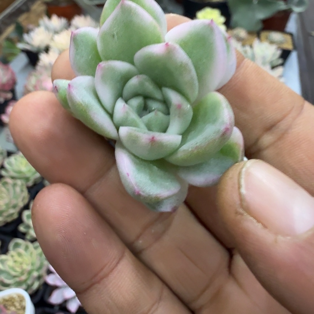 紫玲珑锦，多肉锦多肉