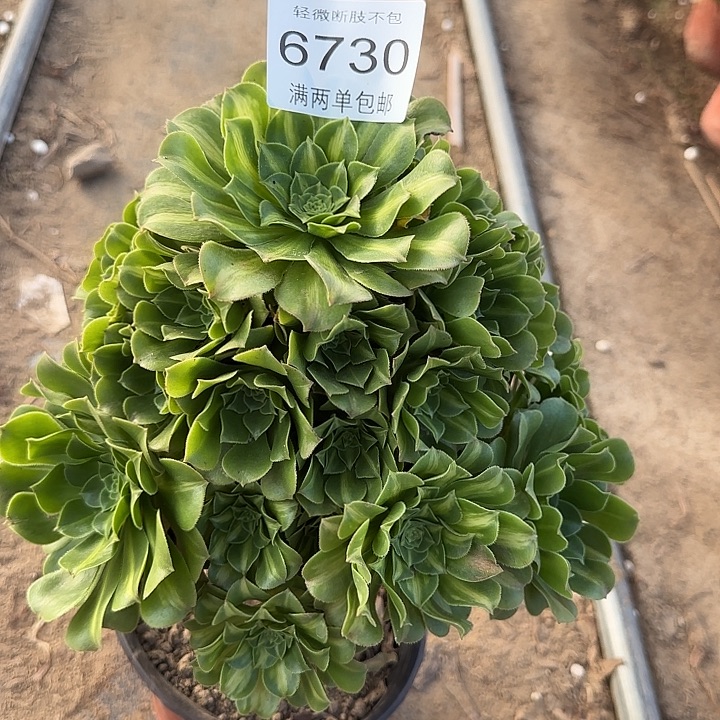 6730翡翠多肉植物