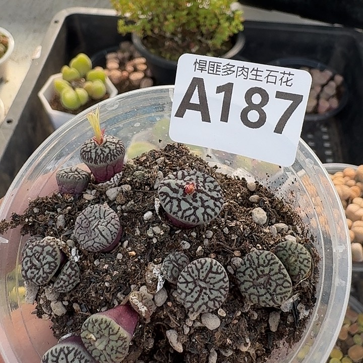 187多肉植物多肉植物