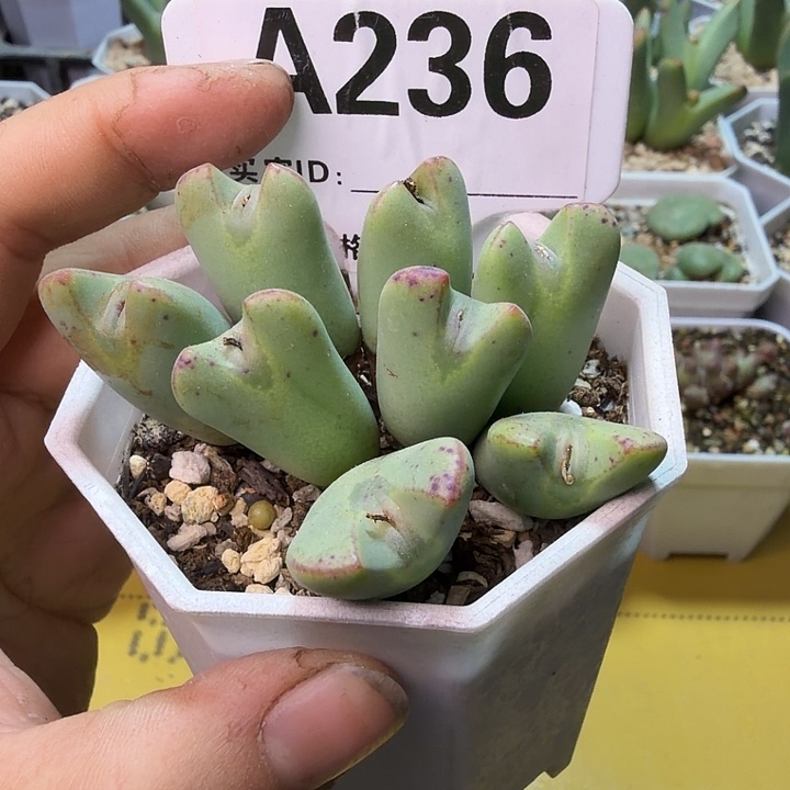 236。满38包邮肉锥