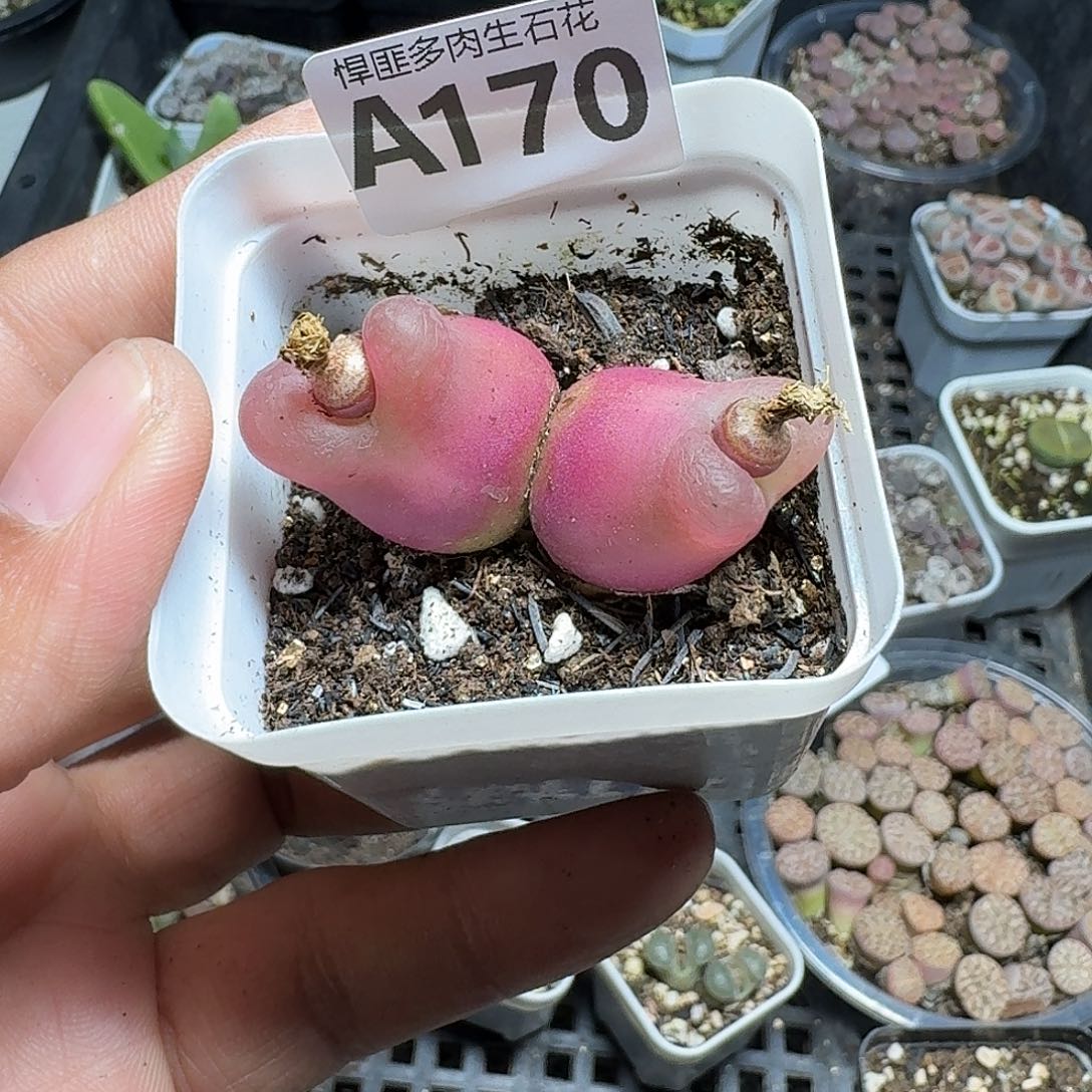170多肉植物多肉植物