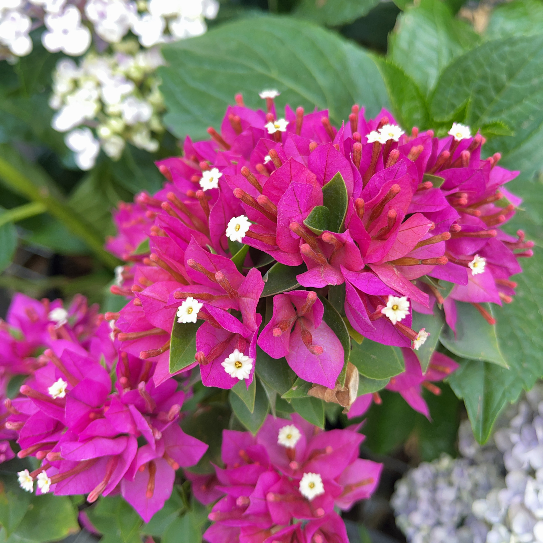 紫色重瓣三角梅 不带花 紫色爆花耐旱好养花期长阳 云南鲜花绿植