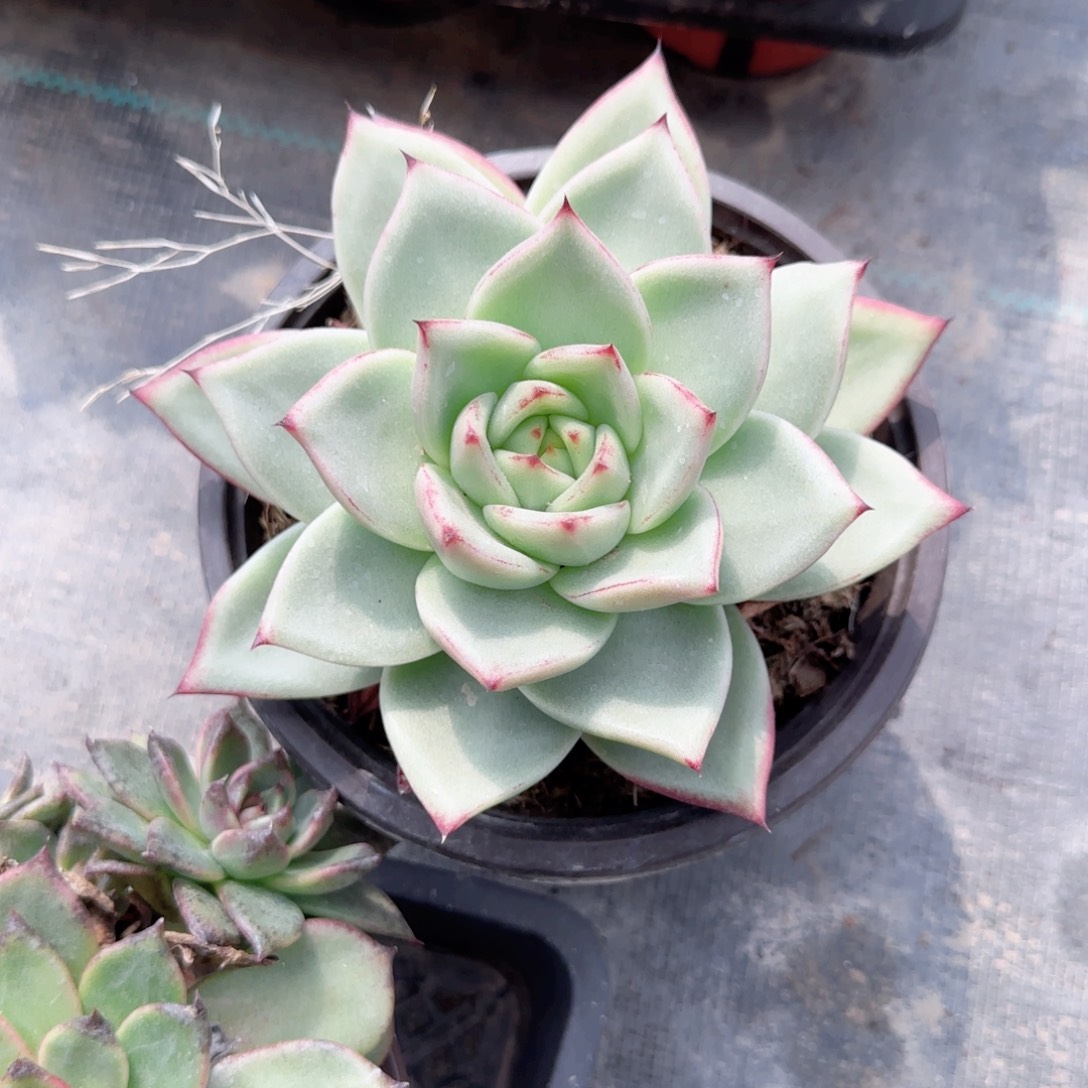 无花朵精品乌木150就一个