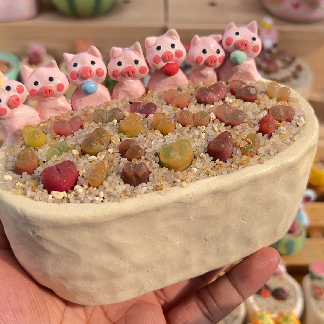 多肉植物13号毛汉尼彩拼带盆