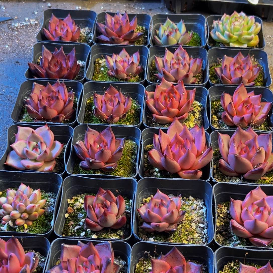 599的人了还不知道什么时候