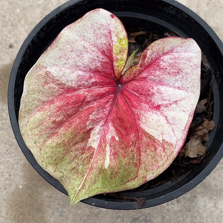 82-1111月亮光辉广东现货