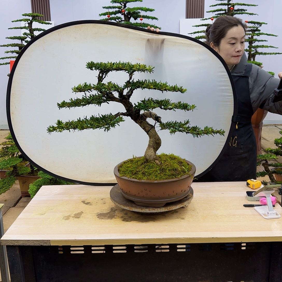 盆景直播间一物一拍