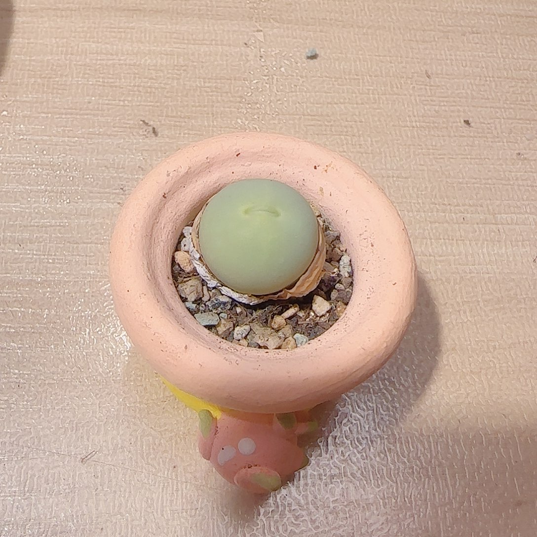 小***司T圆圆鸽子蛋盆口2cm