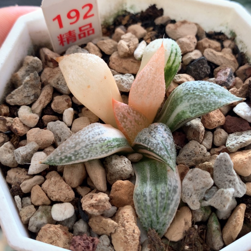 【闪购商品】192青蟹