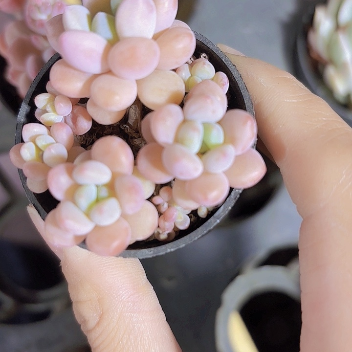 霖**n小木糖醇多肉植物肉 带盆土