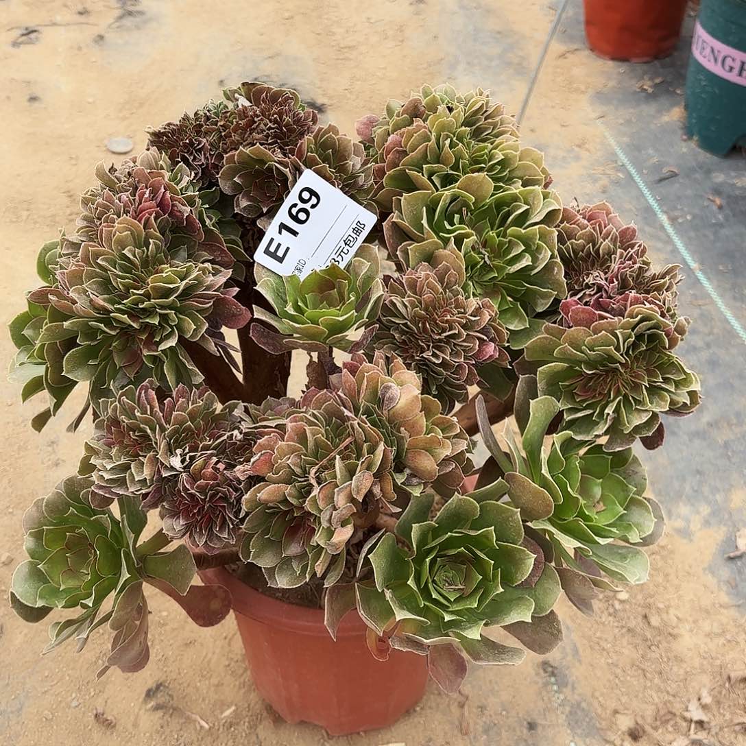 169玫瑰缀多肉植物