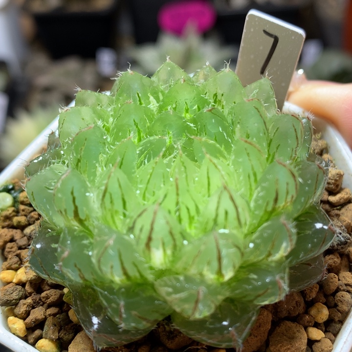 翠云玉露锦带盆土fa