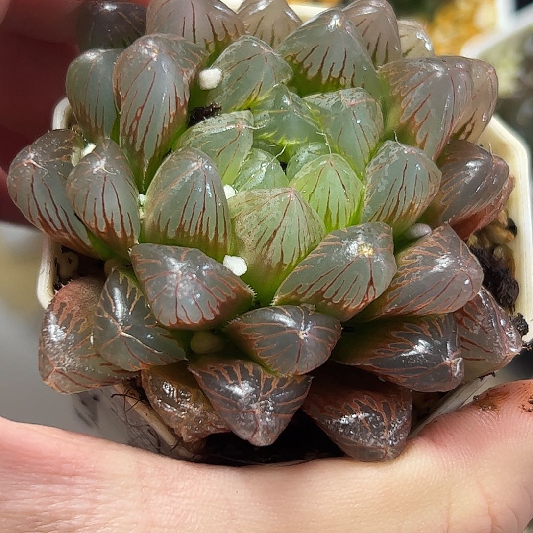 实生玉露十二卷多肉植物满