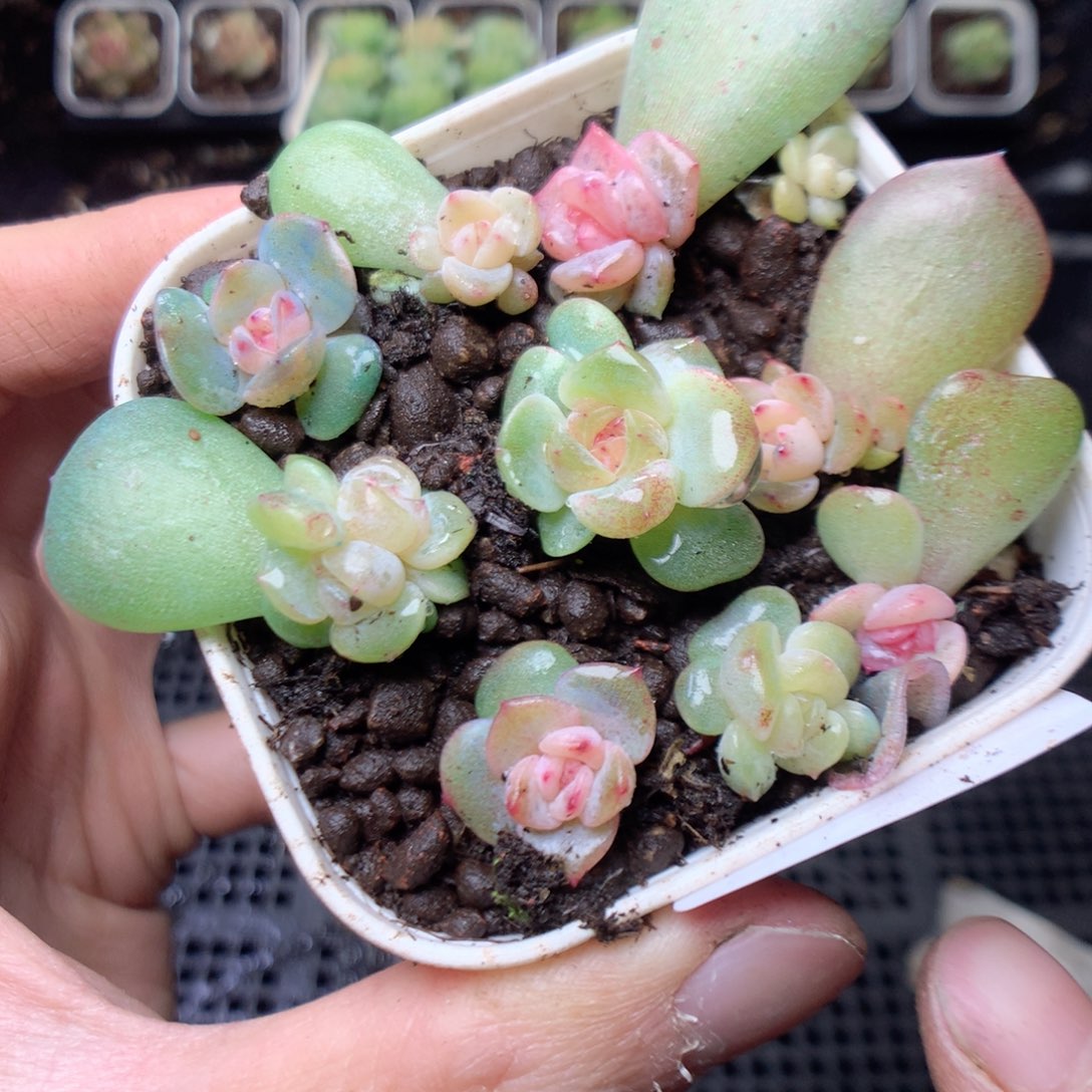 无花朵S43。风华yyyyyy