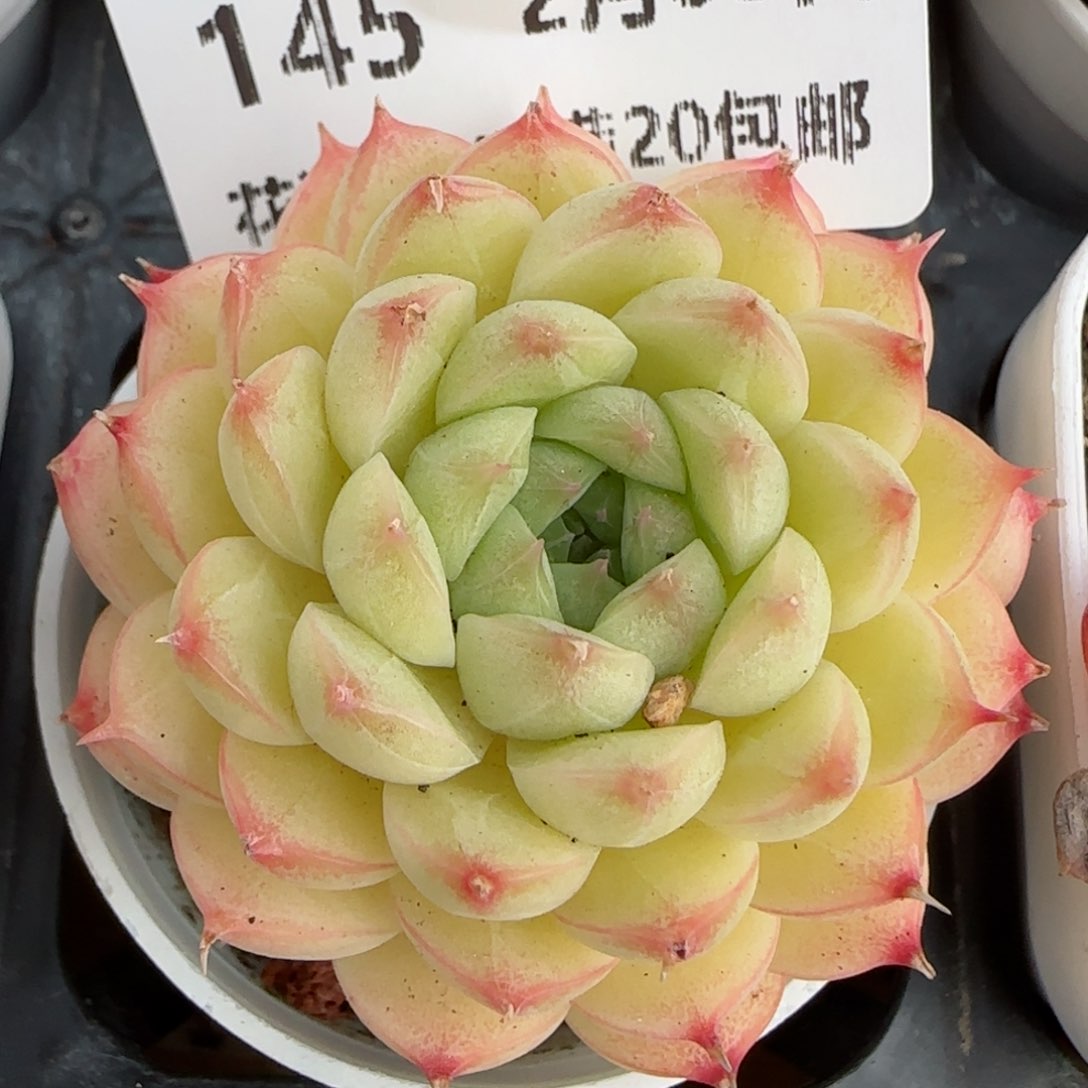 花语逸镜0205-145