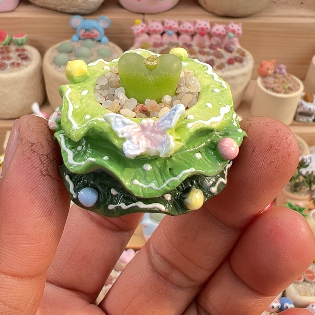 多肉植物4号毛汉尼带盆