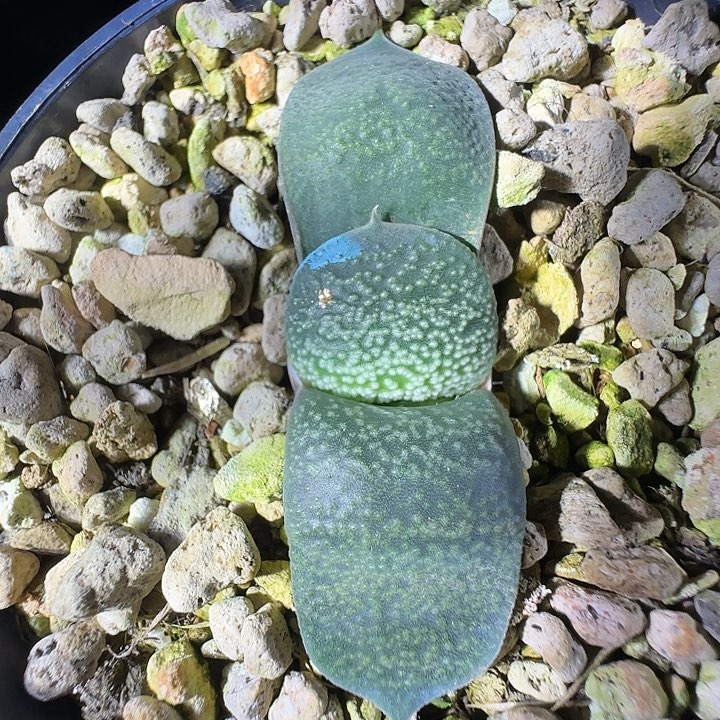 新年福利特价一枚