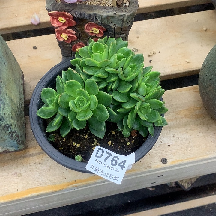 爱***子翠鸟朵朵 764 清棚处理退款拉黑