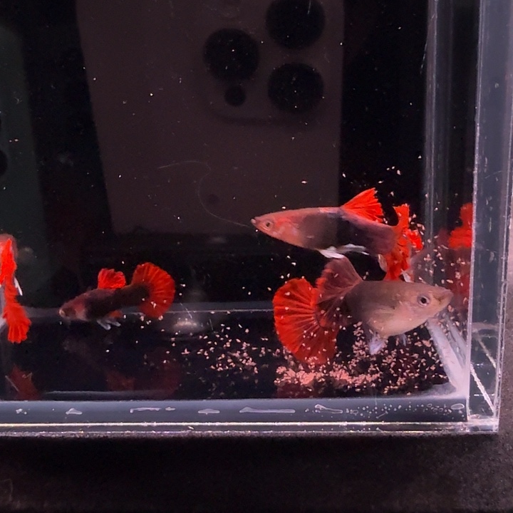 孔雀鱼爆绒折扇1母4公