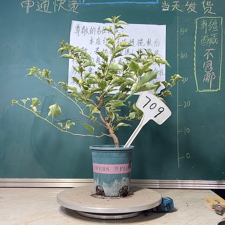 当前无花栽培后可以开花 蜡染粉 709