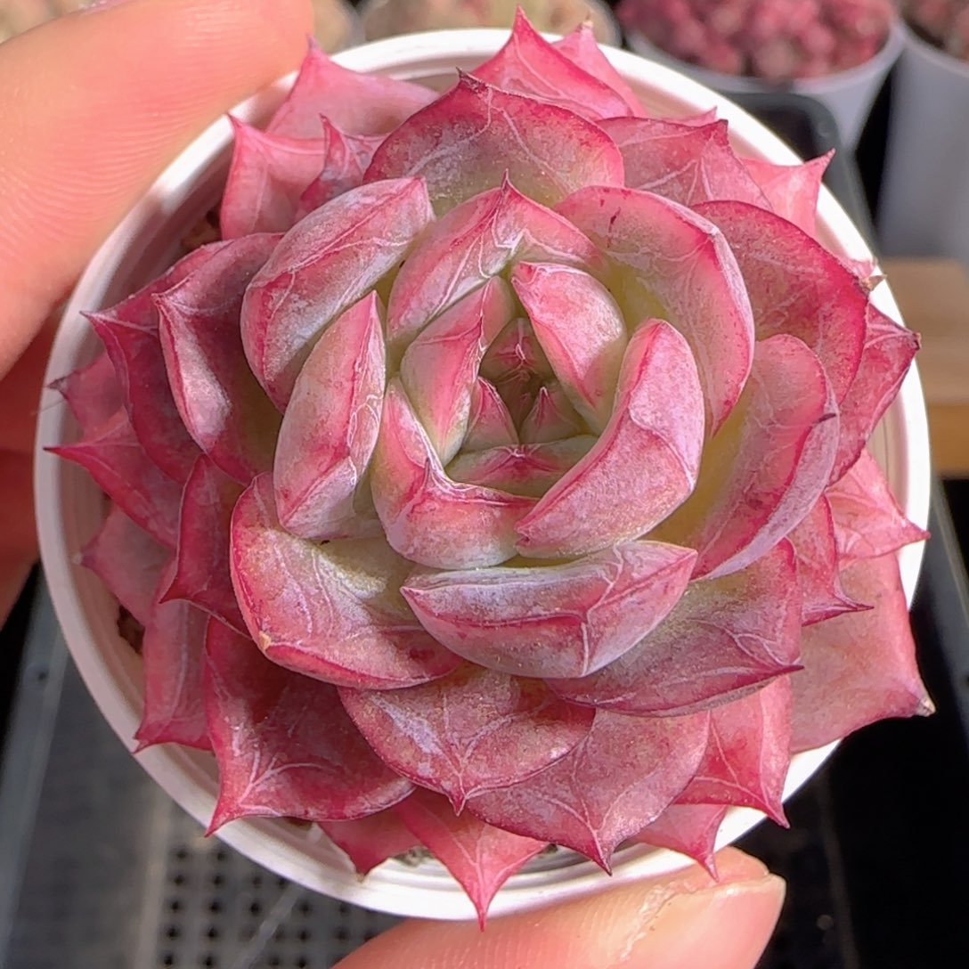 多肉1229-174福利福利