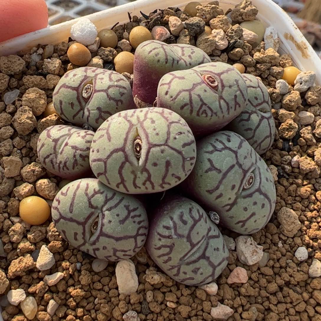 117多肉植物组合