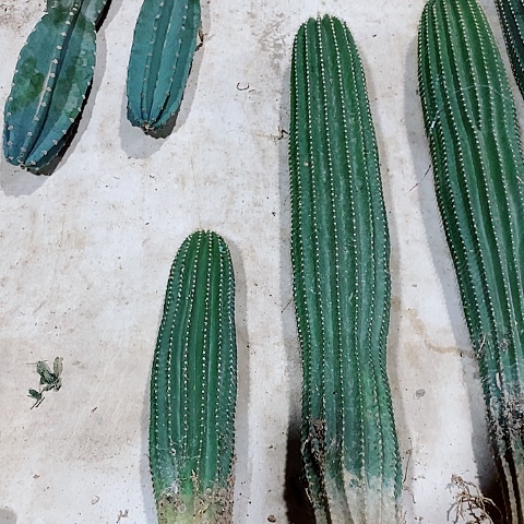 30+50+60公分左右脱土发货大凤龙