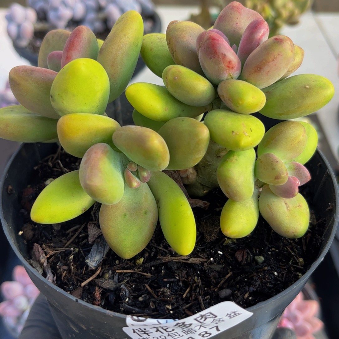 187芒果奶13厘米多肉