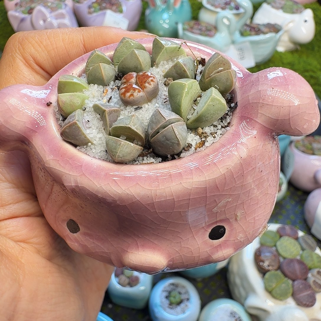 多肉植物福利冲657