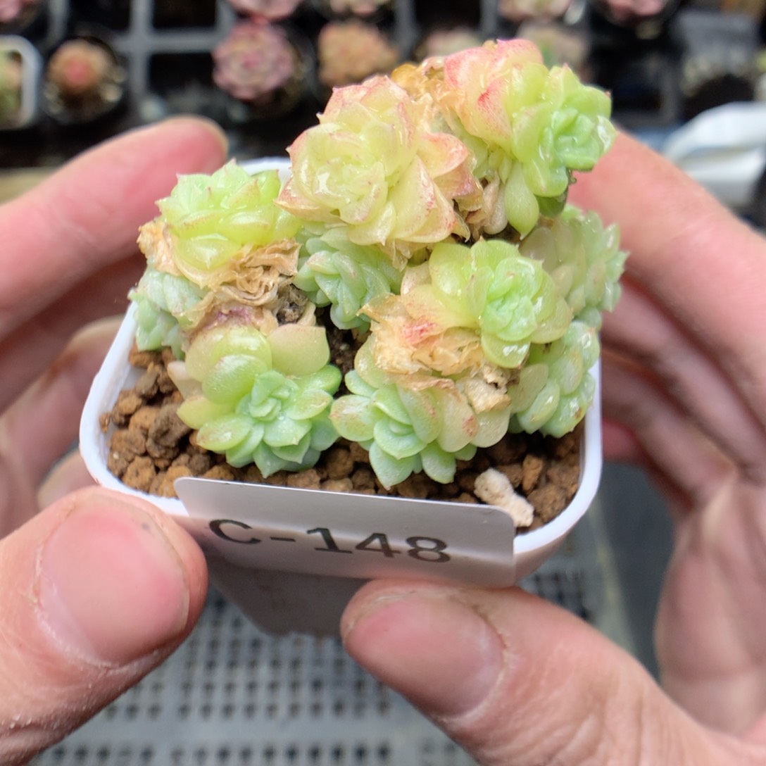 C148y y y y y y y y