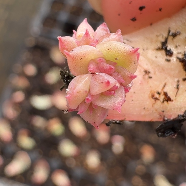 一***哥红玫瑰群生一物一拍2