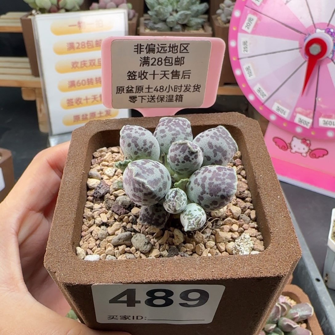 胖***布489达摩海豹多肉植物