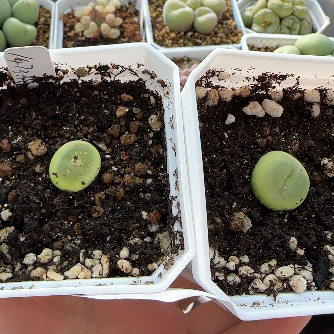 7276 大白多肉植物园