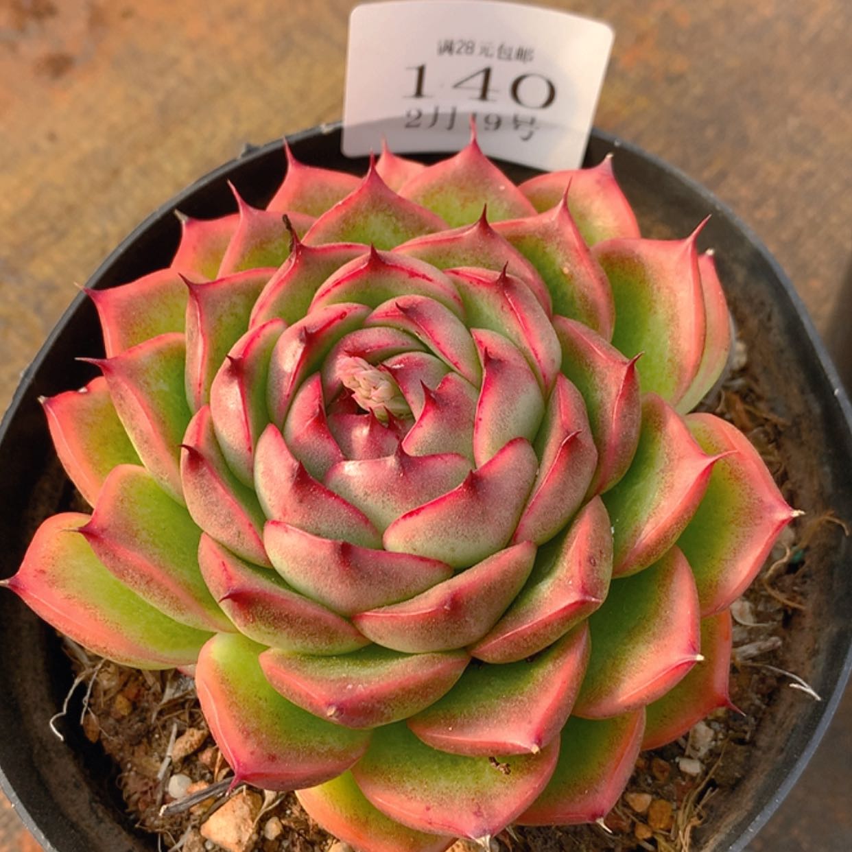 【闪购商品】云140号